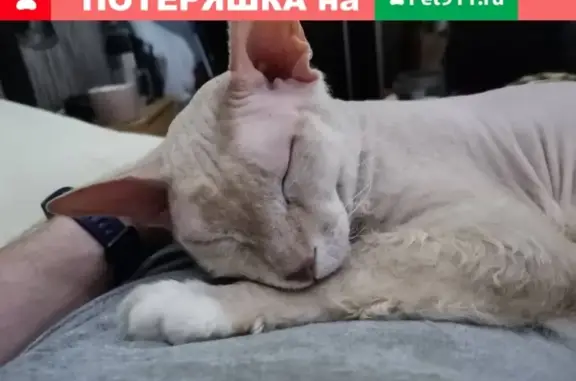 Пропала кошка в Томилино, МО, Экопарк
