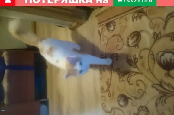 Найден кастрированный котик на ул. Харьковской в Тюмени
