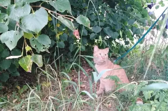 Кошки потеряшки, Ленинградская, фото: Потеряшка кошка 