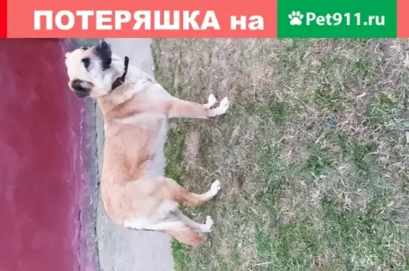Найдена собака в Видном, пр-т Ленинского Комсомола, ищет хозяина.