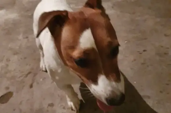 Найдена собака с ошейником в районе магазина Лира