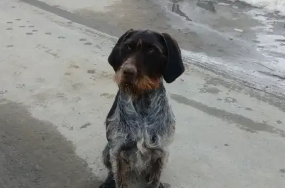 Найдена собака породы дратхарт в Ханты-Мансийске