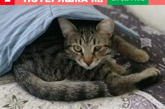 Пропала кошка в Песках, ул. Октябрьская 19А, вознаграждение!