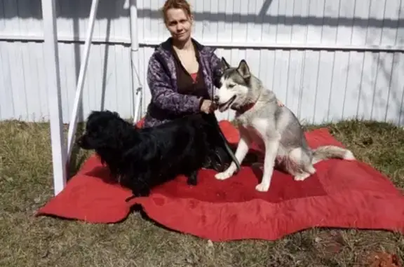 Найдены две потерявшиеся собаки в деревне Кузьмино, Гусь-Хрустальный район