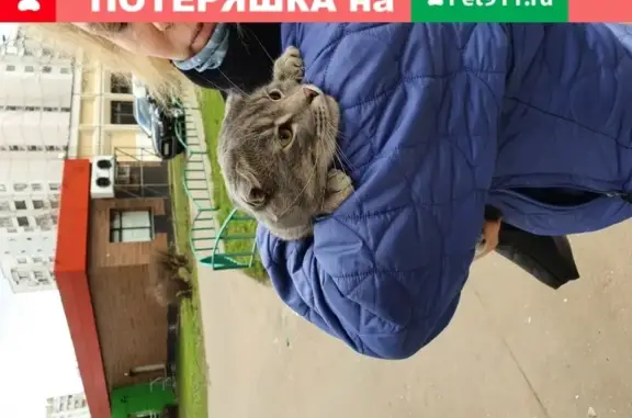 Найден домашний котик на Новомарьинской, 18