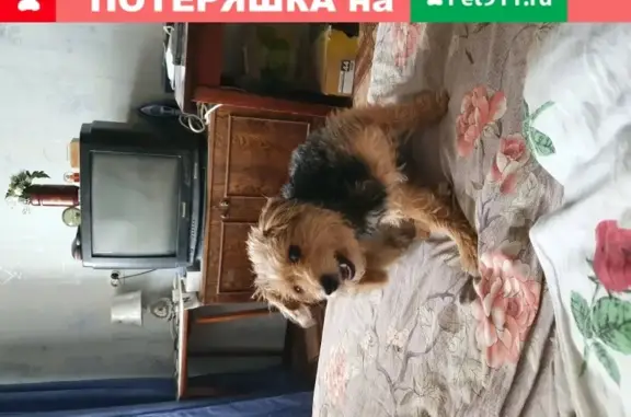 Найдена собака на ул. Культуры, Нижний Новгород