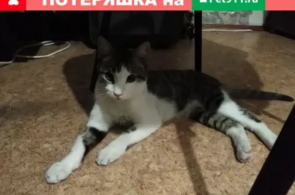 Найдена кошка на ул. Ген. Тюленева, 31