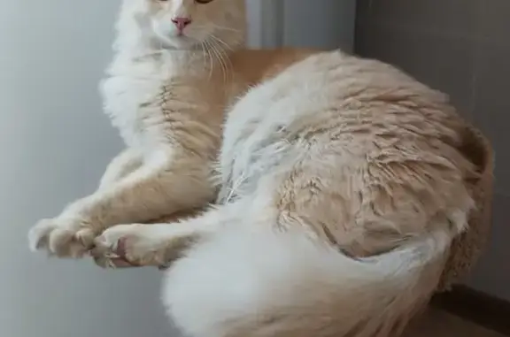 Найден светло-рыжий котик на Свердловской, 33