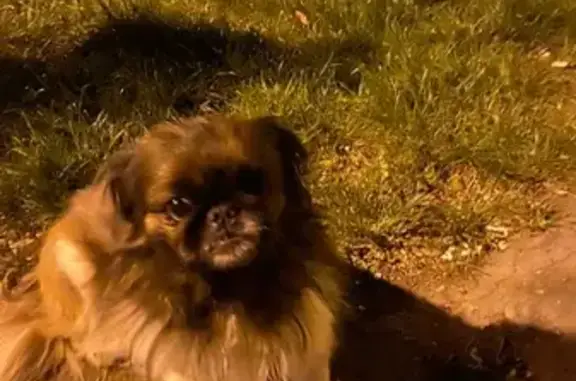 Найдена собака, Плодородный, фото: Собака Пекинес найдена в Краснодаре.
