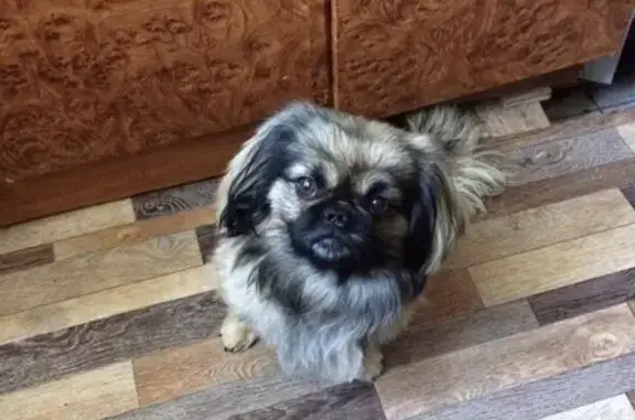 Пропала собака Пикенес в Скопине, Рязанская обл.