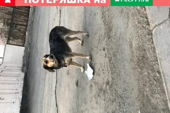 Найдена собака на ул. Альпинистов