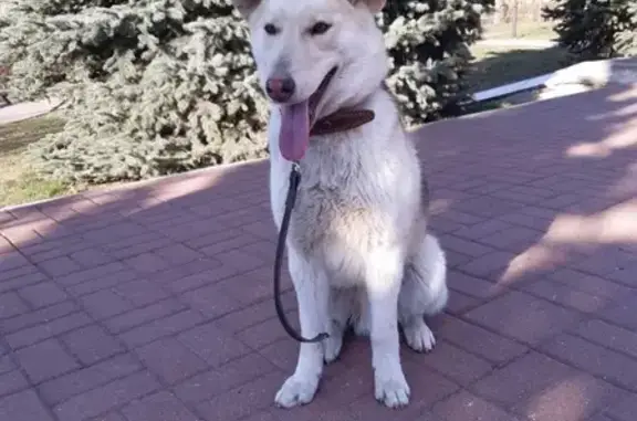 Собака Кабель найдена на ул. Дм. Ульянова в Туле