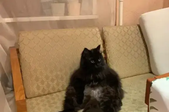 Кошки потеряшки, Ярославль, фото: Потеряшка кот в Заволжском районе, Ярославль, ул. 2-я Тверицкая.