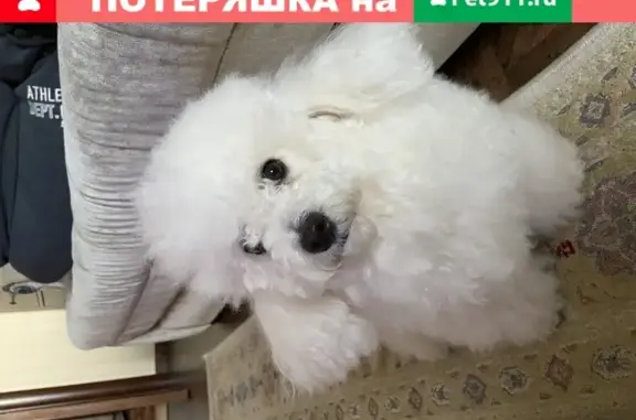 Пропала собака Ники на улицах Садовники и Миллионщикова, Москва
