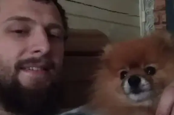 Собаки потеряшки, Ярославль, фото: Потеряшка шпиц в Дзержинском районе, вознаграждение за информацию!