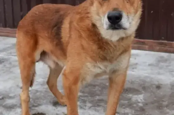 Пропала собака Боба в поселке Садаковский