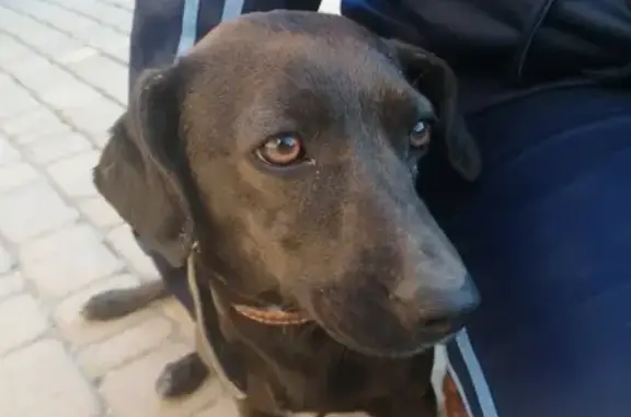 Собака найдена на ул. Майской в Рассвете