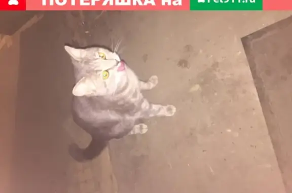 Кошка найдена в Электроуглях, Московская обл.