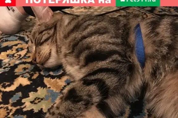 Найдена кошка Котёнок в районе Миус, с шлейкой Россия