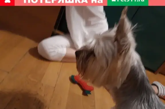 Найдена собака Ерк в Кашире-1, Московская область