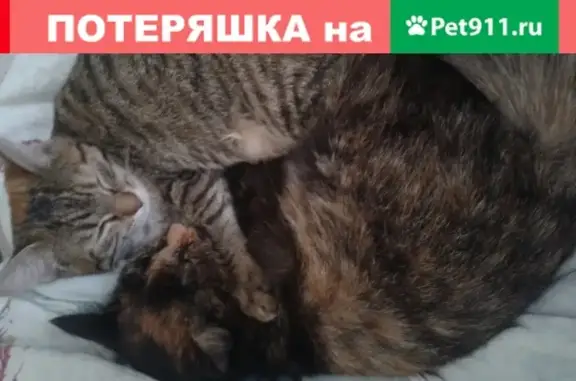 Пропала кошка в Уфе на улице Ленина