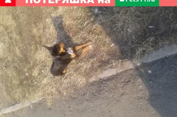 Найдена собака на ул. Дикопольцева, Комсомольск-на-Амуре
