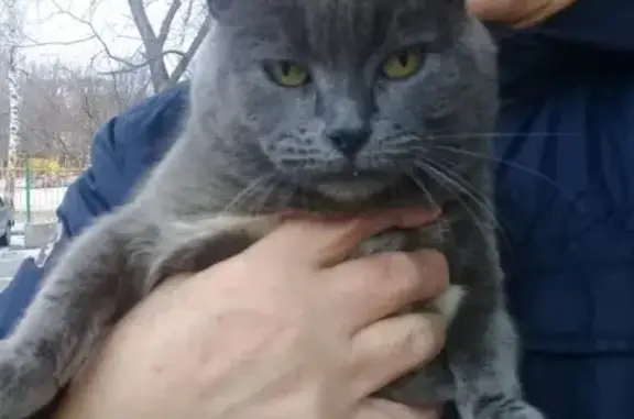 Найдена молодая кошечка Дымка на Тепличной улице