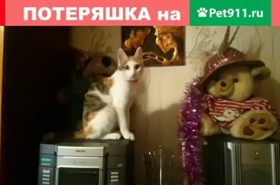 Пропала трехцветная кошка на Вилюйской, Петропавловск-Камчатский