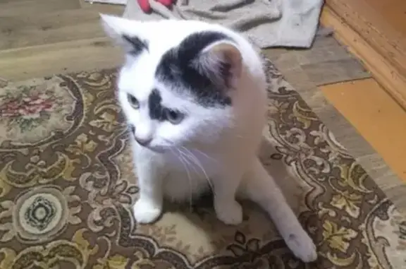 Найдена кошка в Новой Усмани, нужна помощь!