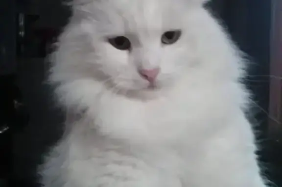 Кошки потеряшки, Архипо-Осиповка, фото: Потеряшка кошка Ума в Архипо-Осиповке, Краснодарский край, Россия