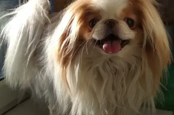 Пропала собака Японский Хин в Ангарске