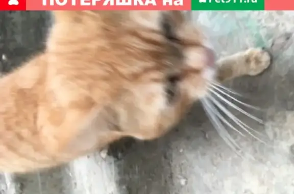 Кошка бегает в подвале Вишнёвого сада 2, Ярославль