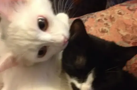 Кошки потеряшки, Санкт-Петербург, фото: Потеряшка кошка в Санкт-Петербурге с белыми пятнами