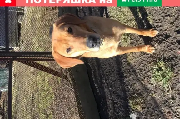 Найдена собака в Фатьяново, Ярославская обл.