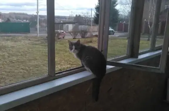 Пропала кошка Буся в Насадкино, Московская область