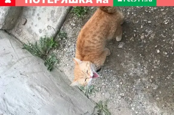 Найдена кошка, , фото: Кошка найдена на пр. Фрунзе, 78 в Ярославле (31 символ)