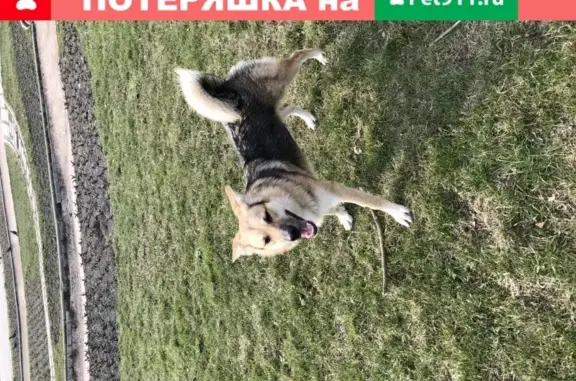 Собака Потеряшка ищет хозяев в районе Гольяновского пруда!
