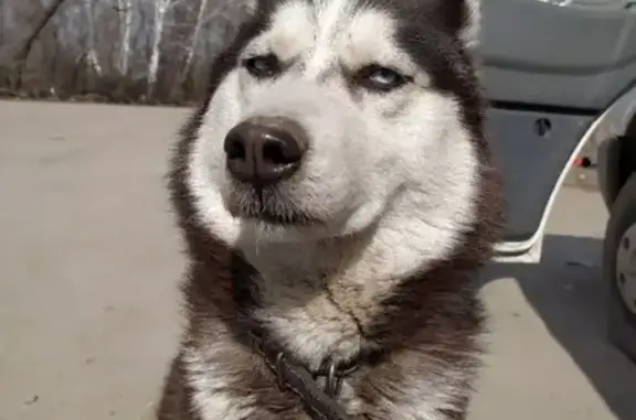 Пропала собака порода Сибирской Хаски в г. Коркино, ул. 25-й км.
