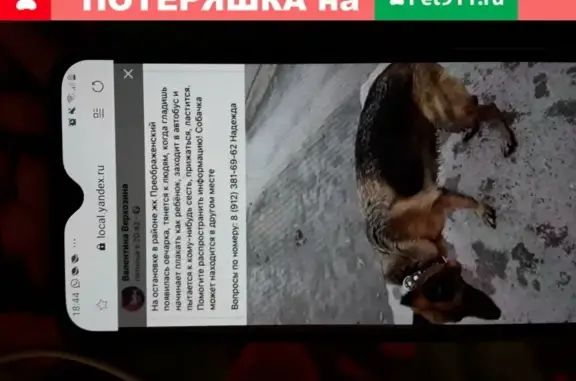 Собака найдена в жк Преображенский, телефон на фото.