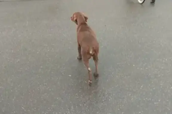 Собака без ошейника на 6-м Предпортовом пр-де