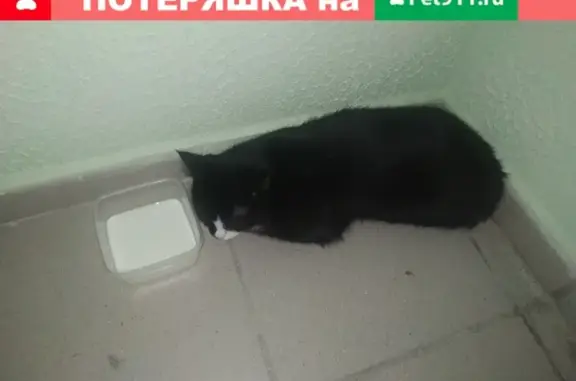 Кошка найдена на улице Диагностики, 3