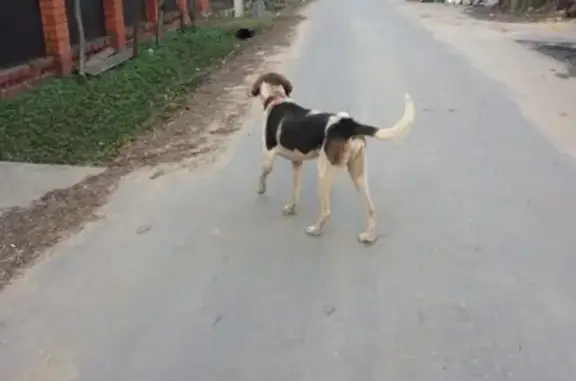 Найдена собака в Балашихе на ул. Никольской