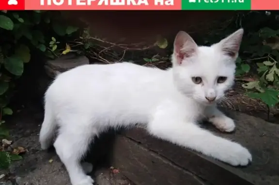 Пропала кошка в Ростове, пер. Александровский спуск