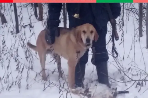 Пропала собака в пос. Озерный, Высокогорский район РТ
