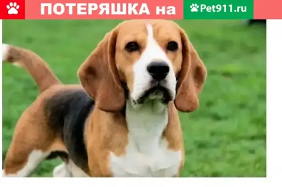 Пропала собака Девон в СНТ Руслан-3, Владимирская область