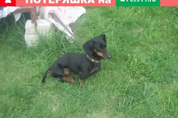 Пропала собака по адресу пр-т Дзержинского,5