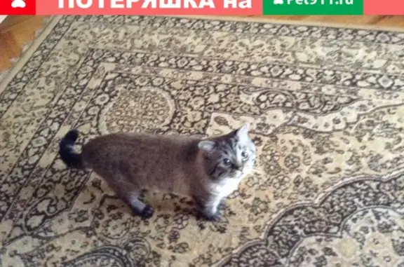 Потерянные животные Смоленск, фото: Пропал серый кот на Луговой ул. в Смоленске (214005)
