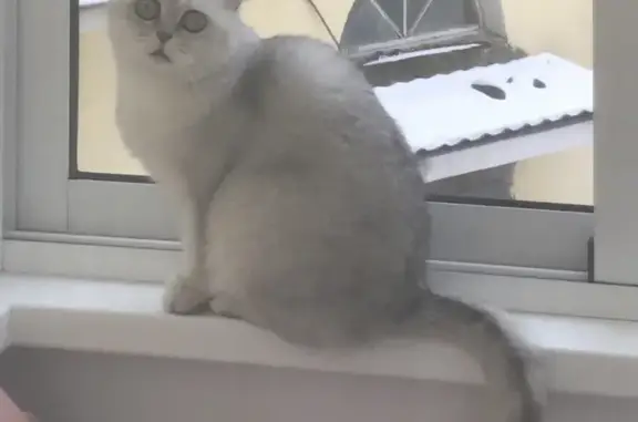 Объявления о пропавших и найденных животных, Тверь, фото: Пропала кошка в Твери, площадь Гагарина, 2