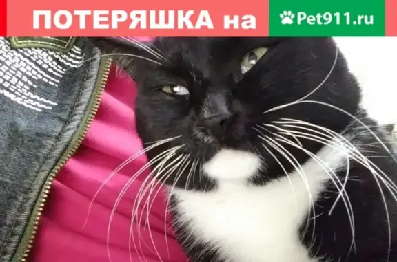Пропала кошка в поселке Койсуг, Ростовская область