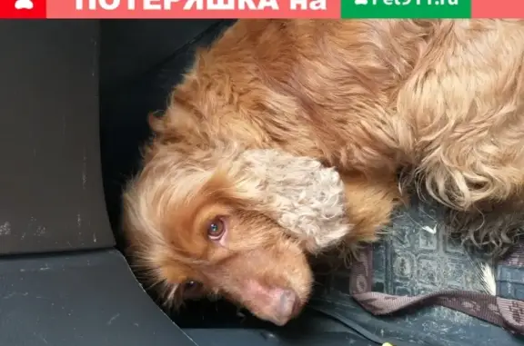 Найдена потеряшка собака в Оренбурге!
